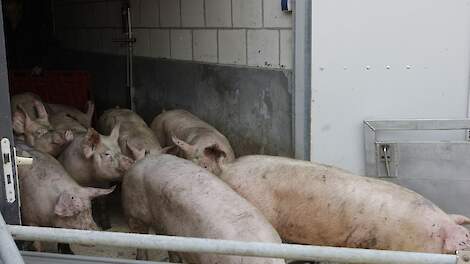 Kamer wil snelle invoering van verbod op gebruik elektronische veeprikker veehouderij