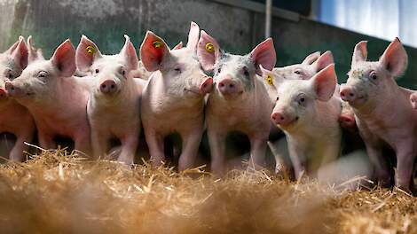 Bionext: 100 procent biologisch varkensvoer blijkt in praktijk (nog) niet haalbaar