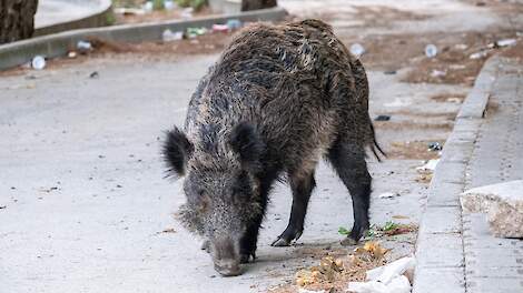 Afrikaanse varkenspest bereikt Spanje: eerste uitbraak bij wilde zwijnen rond Barcelona