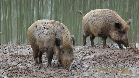 Zeven nieuwe AVP gevallen in Spanje