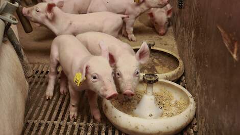 Oorzaak oornecrose bij biggen nog steeds niet duidelijk