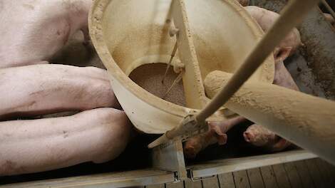 Stop minder fosfaat in het varken, dan komt via de mest er ook minder uit