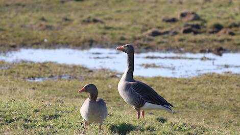 Rummenie: grauwe gans bejaagbaar met behoud schadevergoeding