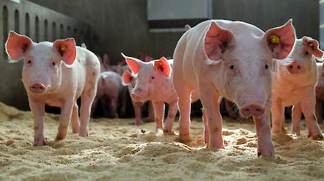 Hogere winst voor varkenshouders door PRRS-resistente varkens