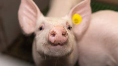 Marges varkenshouders verder onder druk ondanks krimp mondiale varkensvleesproductie