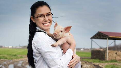 Voor het laatste jaar verzamelt Vion data voor Europees aWISH project varkenswelzijn