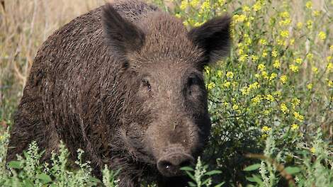 Uitbreiding AVP in Catalonië catastrofaal voor Spaanse varkenshouderij