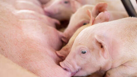 Dierlijk eiwit in lactovoeders: een bewezen strategie voor topprestaties