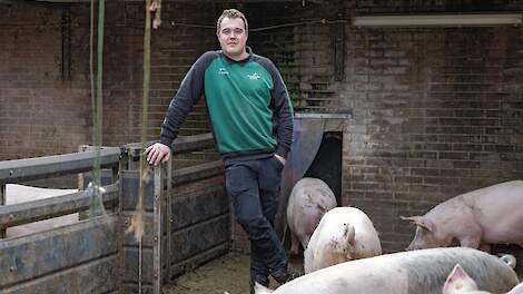 Opvallende oplossing door ruimtegebrek in Uddel: Varkens en koeien samen onder één dak