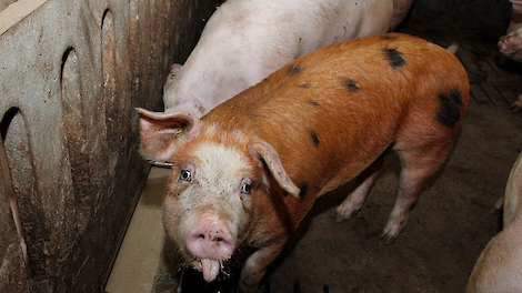 Mei: Prijzen natte bijproducten dalen, teleurstellende varkensprijs, terugtrekking Vion