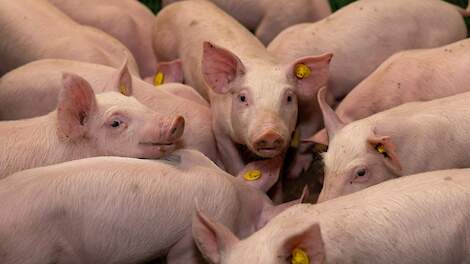 Eerste ammoniaksensor goedgekeurd voor emissiemeting varkenshouderij