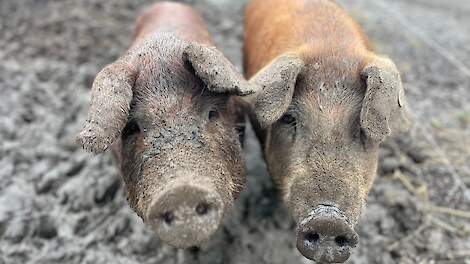 Varkens gaan reuzenberenklauw in Almere Haven bestrijden