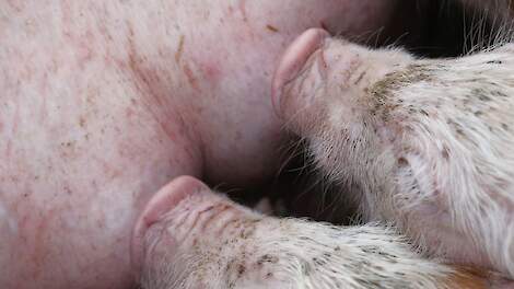 Dierlijk eiwitten vooral positief voor lacterende zeug