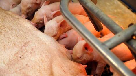 Geleidelijke warmteafgifte via 0-10V regeling positief voor big