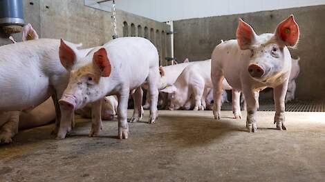 'Nauwelijks handel in varkensrechten: minder varkens opgezet en tekorten vorig jaar aangevuld'