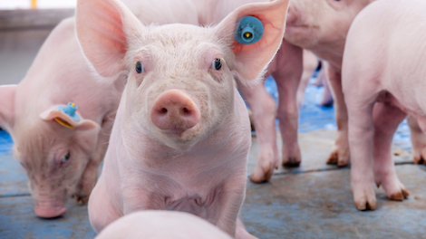 Water het (te) vaak vergeten nutriënt