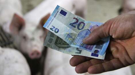 Stelling: 2026 wordt een financieel goed jaar voor varkenshouders