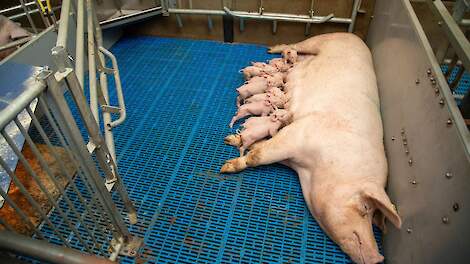 Aantal varkensbedrijven meer dan gehalveerd in 2040