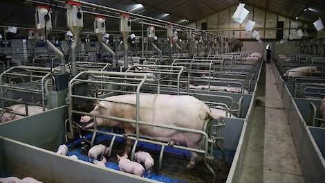 Verbod op vastbinden zeugen in kraamhokken in Denemarken