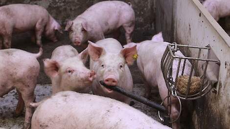 Aujeszky uitbraak in Hongarije vraagt om extra ontsmettingen vervoermiddelen