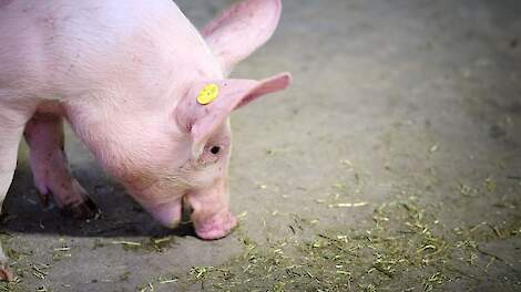 POV roept varkenshouders op te experimenteren met nieuwe hokverrijkingseisen