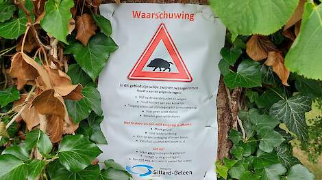 Forse toename AVP bij wilde zwijnen in Europa