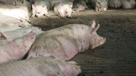 Nieuwe genetica vraagt om aangepaste voersamenstelling