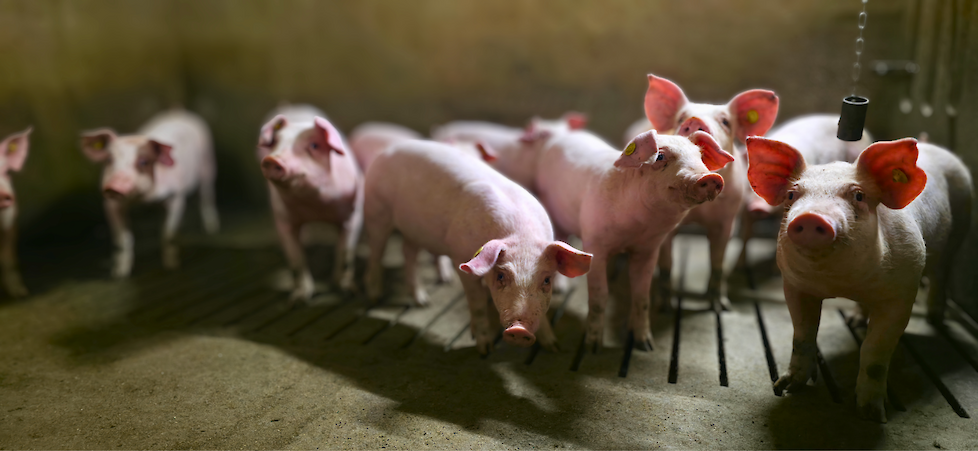 De voerconversie van de Deense Duroc borgen/gelten zakten afgelopen jaar met zo'n 17 punten naar een mooie 2,32.