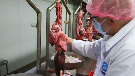 Longonderzoek aan de slachtlijn. Wat kan je eruit leren?