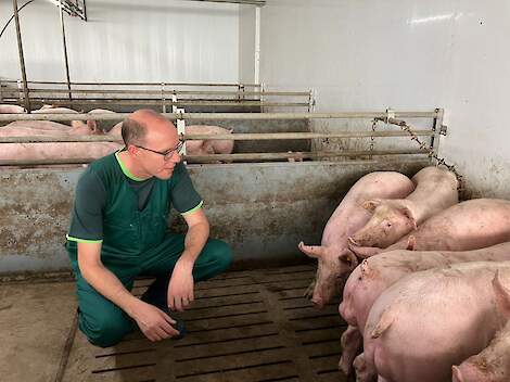 &ldquo;Onze visie is om te kijken naar optimale groei, boven maximale groei. Hoe komt het varken zo effici&euml;nt mogelijk op het gewenste aflevergewicht? Optimaliseren in plaats van maximaliseren dus.&rdquo;