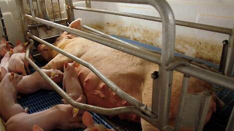 Kraamstalbronst resulteert in tegenvallende bevruchtingsresultaten