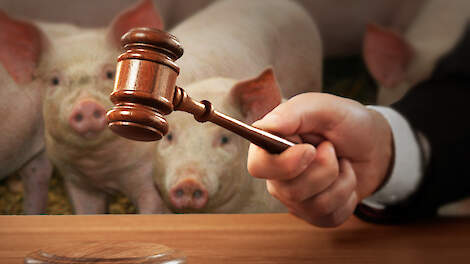 Reuselse varkenshouder wil ingetrokken vergunning terug