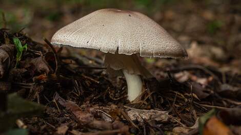 Onderzoek: Paddenstoelvretende varkens zijn gezonder en sterker