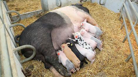 Varkens in Nood wil biggen minimaal 8 weken verplicht bij zeug laten