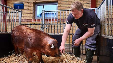 Van ambitie naar resultaat: fokdoel DanBred zichtbaar in benchmarkdata
