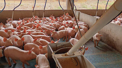 Vormt Brazilië een bedreiging voor de EU-varkensmarkt?