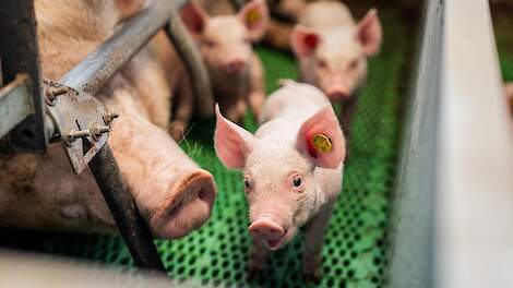 Streptokokken bij biggen