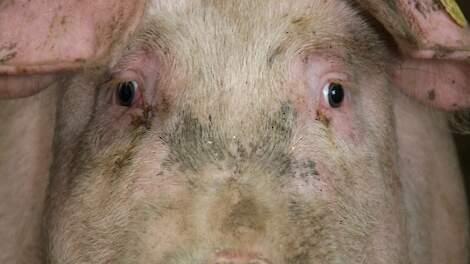 Spanje meldt mogelijk geval van varkensgriep bij mens aan Wereldgezondheidsorganisatie