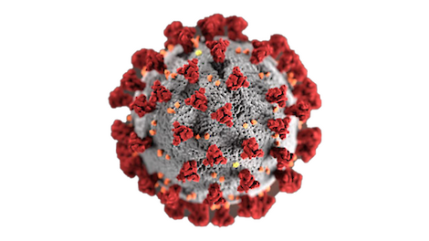 Nieuw genetisch CRISPR-medicijn lijkt effectief tegen Afrikaanse varkenspest