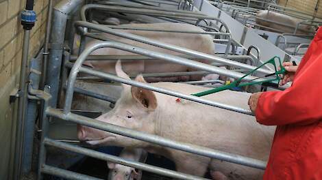 VK wil binnen 12 jaar PRRS onder controle hebben