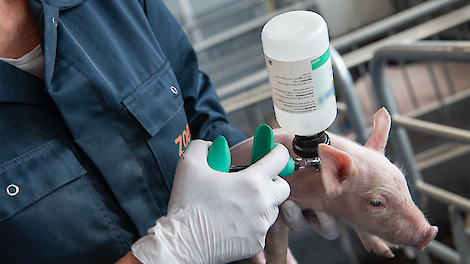 Succesvolle biggenvaccinatie begint met de juiste timing!