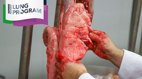 5 jaar Ceva Lung Program: wat heeft longonderzoek ons geleerd