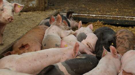 Nederland met minus 7,6 procent grootste daler aantal varkens in EU