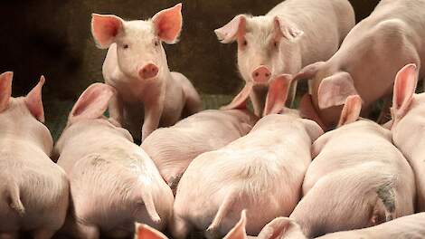 Nieuwe heren hangen nieuwe hekken