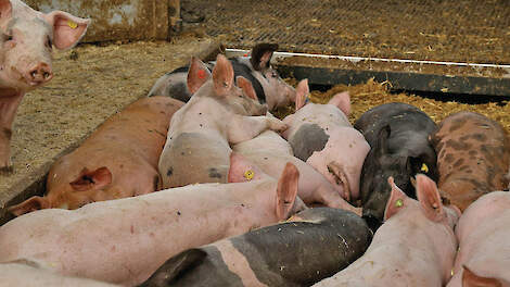 Nederland grootste daler aantal varkens