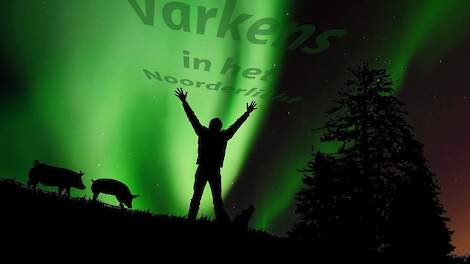 Column: Onvoorstelbare daggroei Noorse varkens