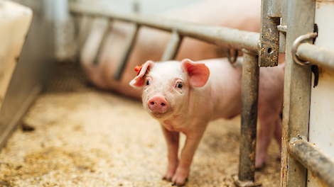 Oornecrose bij biggen voorkomen