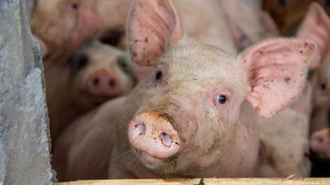 Stijgende voerkosten door Iran-oorlog zetten Chinese varkenshouders verder onder druk