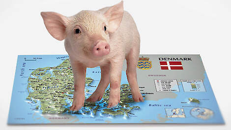 Deense varkenshouders in rep en roer na desastreuze verkiezingsuitslag