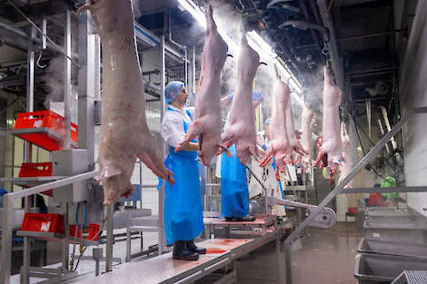 Pigarné legt zich in Lichtenvoorde toe op de slacht van slachtwaardige biggen die niet geschikt zijn voor het mesttraject.